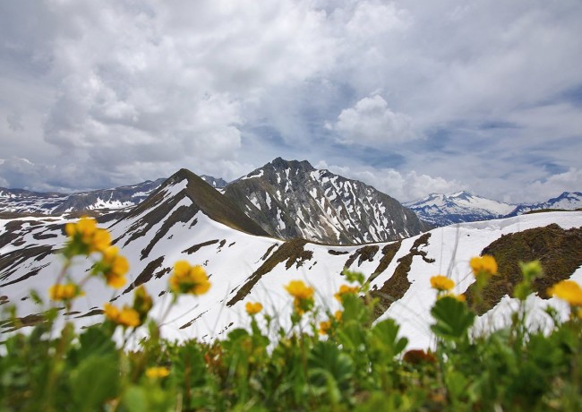 Die ersten Frühlingsblumen auf den Almen und Bergen - teilweise liegt noch Schnee